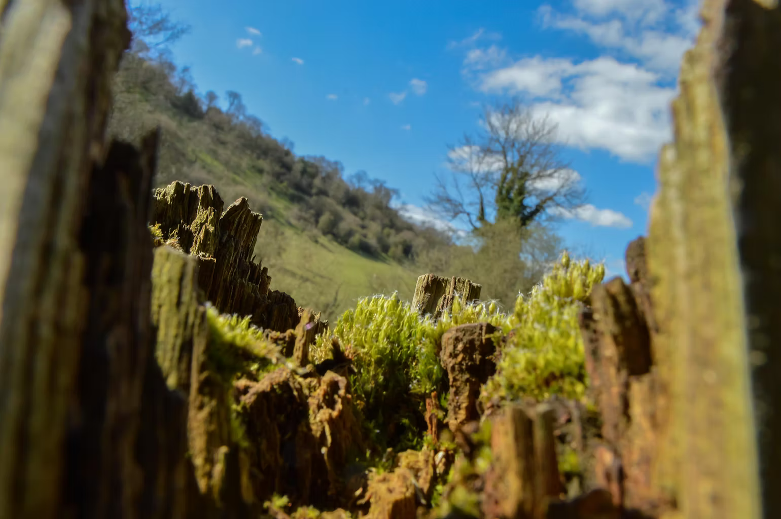 Nathan Walker during National Trust artist residency at Ilam Park Peak District 2016